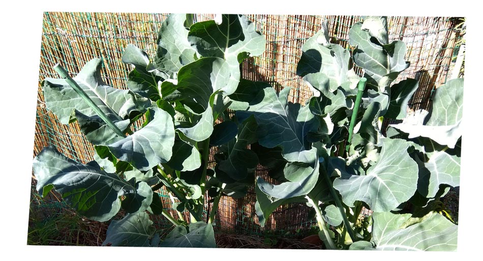 自然農 家庭菜園 ブロッコリー苗