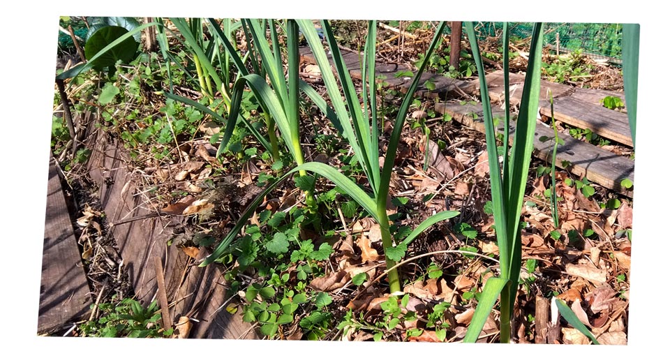 自然農 家庭菜園 ニンニク順調