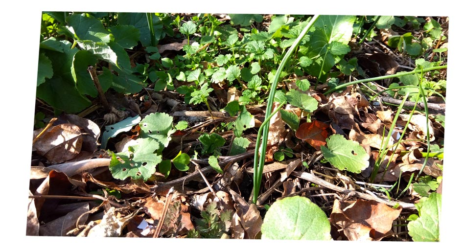 自然農 家庭菜園 玉ねぎ苗 活着