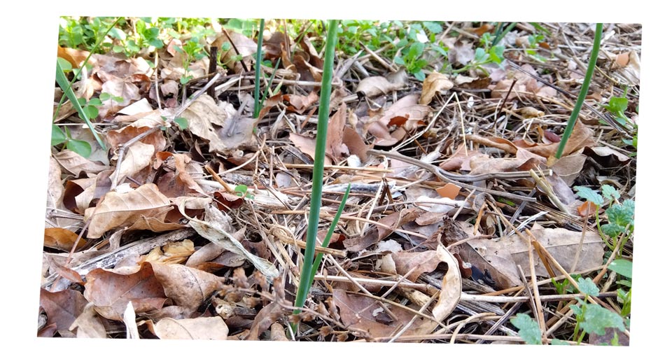 自然農 家庭菜園 玉ねぎ苗 活着