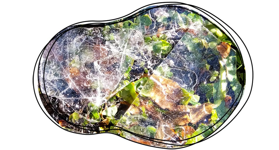 自然農 家庭菜園 初氷