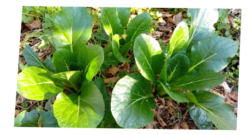 自然農 家庭菜園 リボベジ小松菜