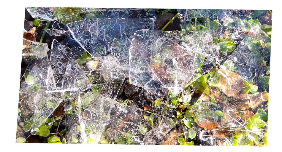 自然農 家庭菜園 初氷