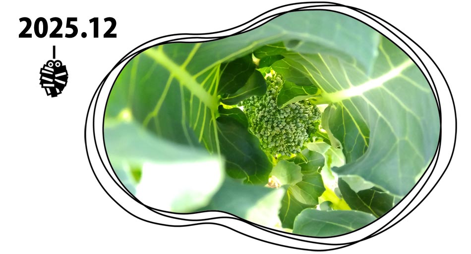 自然農 家庭菜園 12月