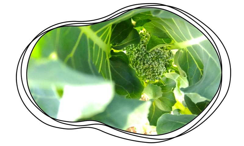 自然農 家庭菜園