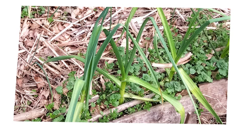 自然農 家庭菜園 ニンニク・玉ねぎ