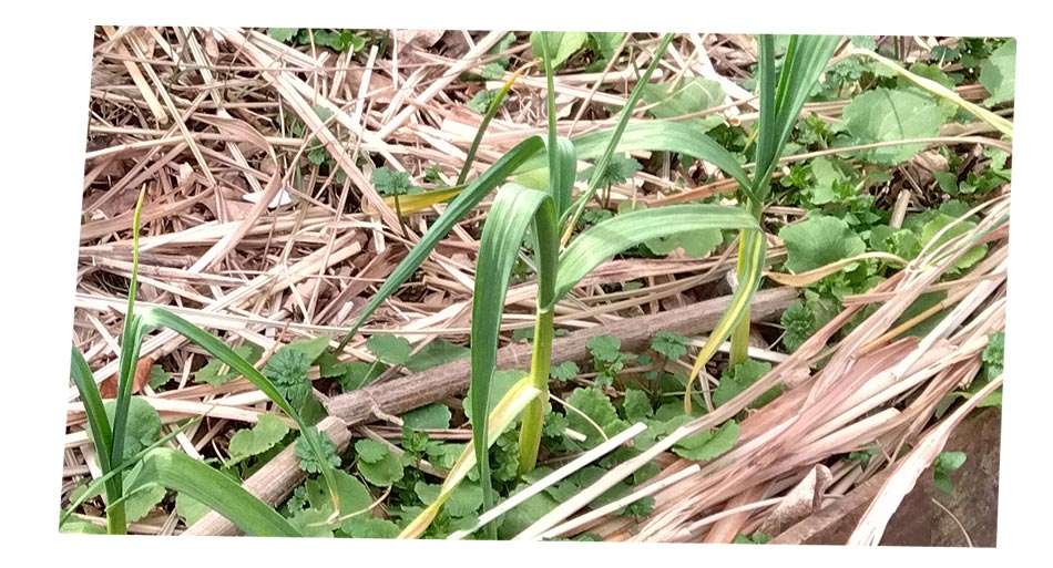 自然農 家庭菜園 ニンニク・玉ねぎ