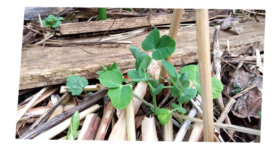 自然農 家庭菜園 エンドウ豆