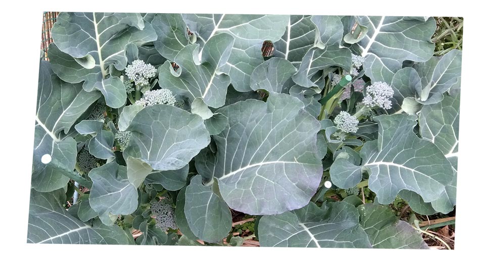 自然農 家庭菜園 ブロッコリー苗