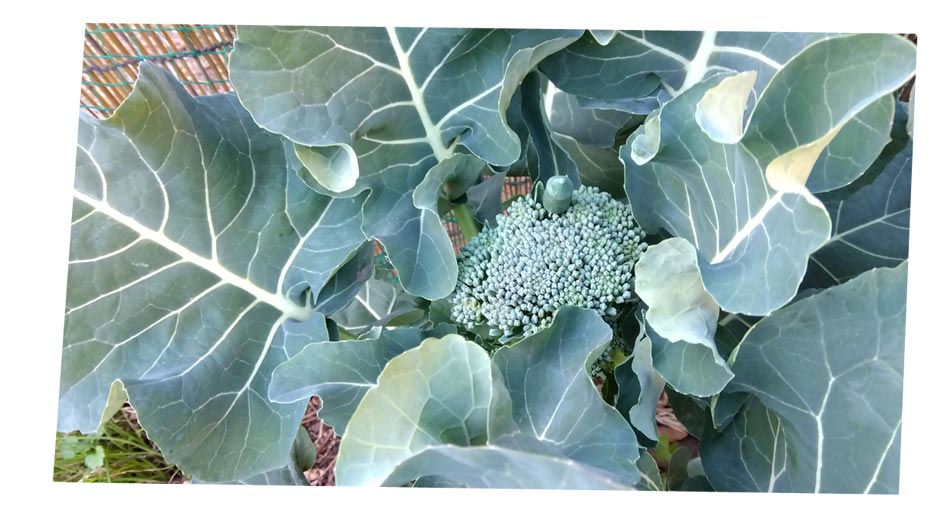 自然農 家庭菜園 ブロッコリー苗