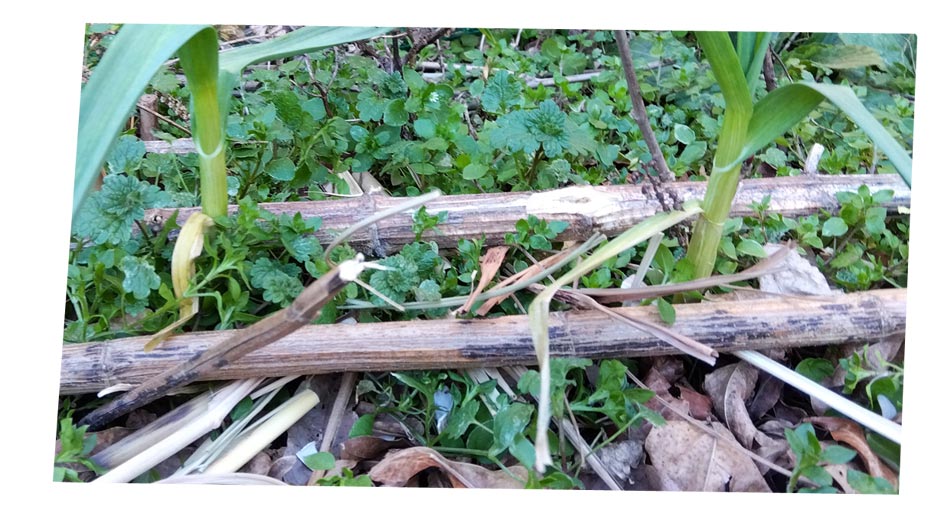 自然農 家庭菜園 菊芋の茎