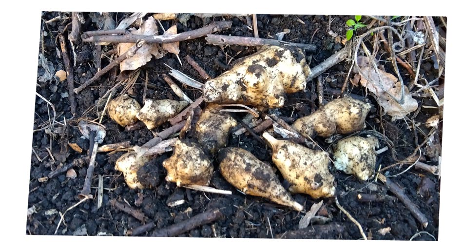 自然農 家庭菜園 菊芋