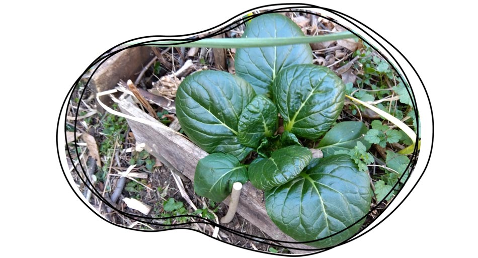 自然農 家庭菜園 こぼれ種小松菜