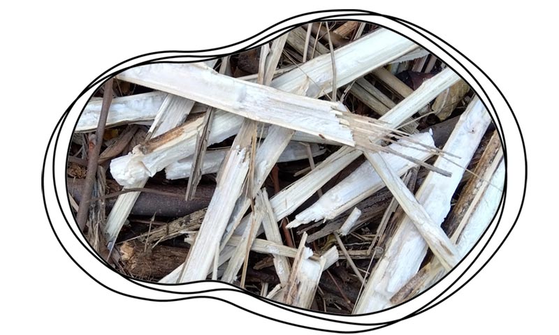 自然農 家庭菜園