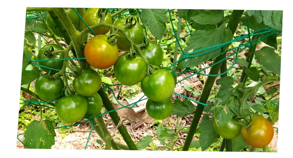 自然農 家庭菜園 中玉トマト
