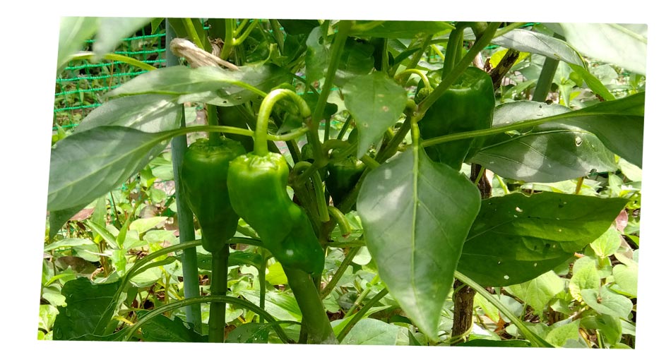 自然農 庭菜園 ピーマン