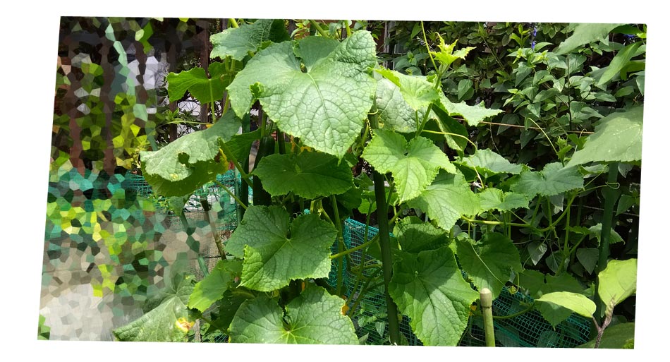 自然農 家庭菜園 キュウリ