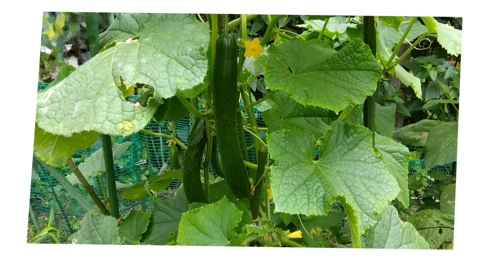 自然農 家庭菜園 キュウリ