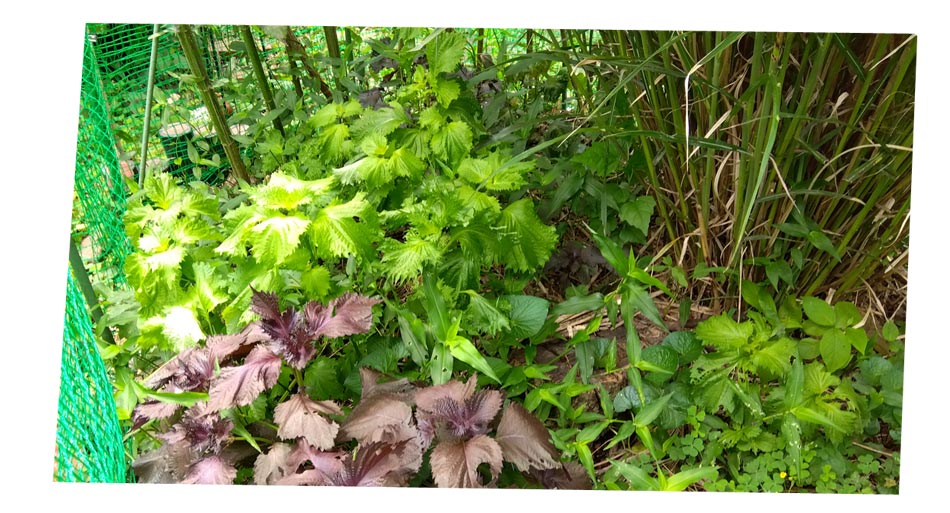 自然農 家庭菜園 青紫蘇・赤紫蘇
