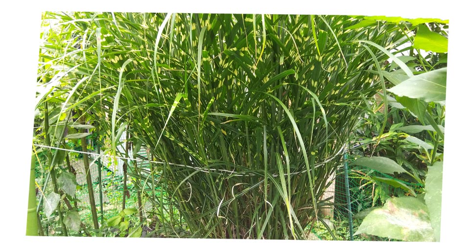 自然農 家庭菜園 ススキ