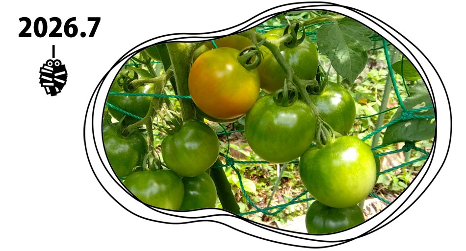 自然農 家庭菜園 7月