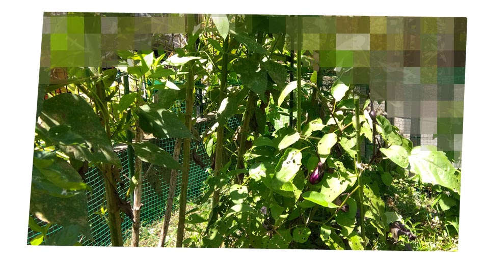 自然農 家庭菜園 菊芋で日よけ