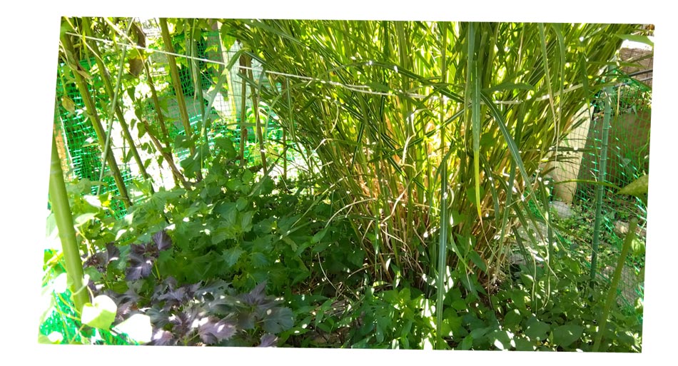 自然農 家庭菜園 青紫蘇・赤紫蘇