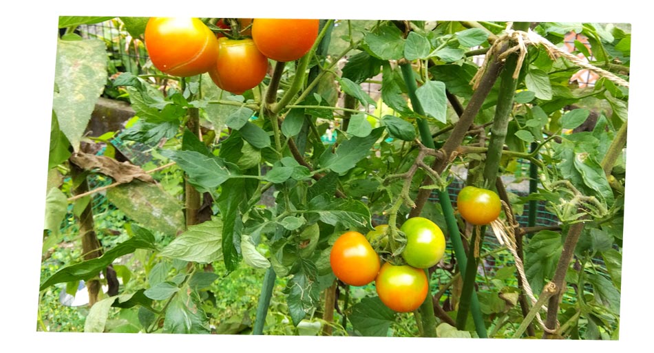 自然農 家庭菜園 中玉トマト