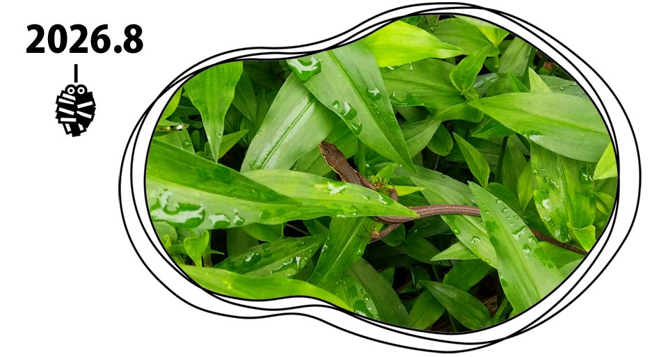 自然農 家庭菜園 8月